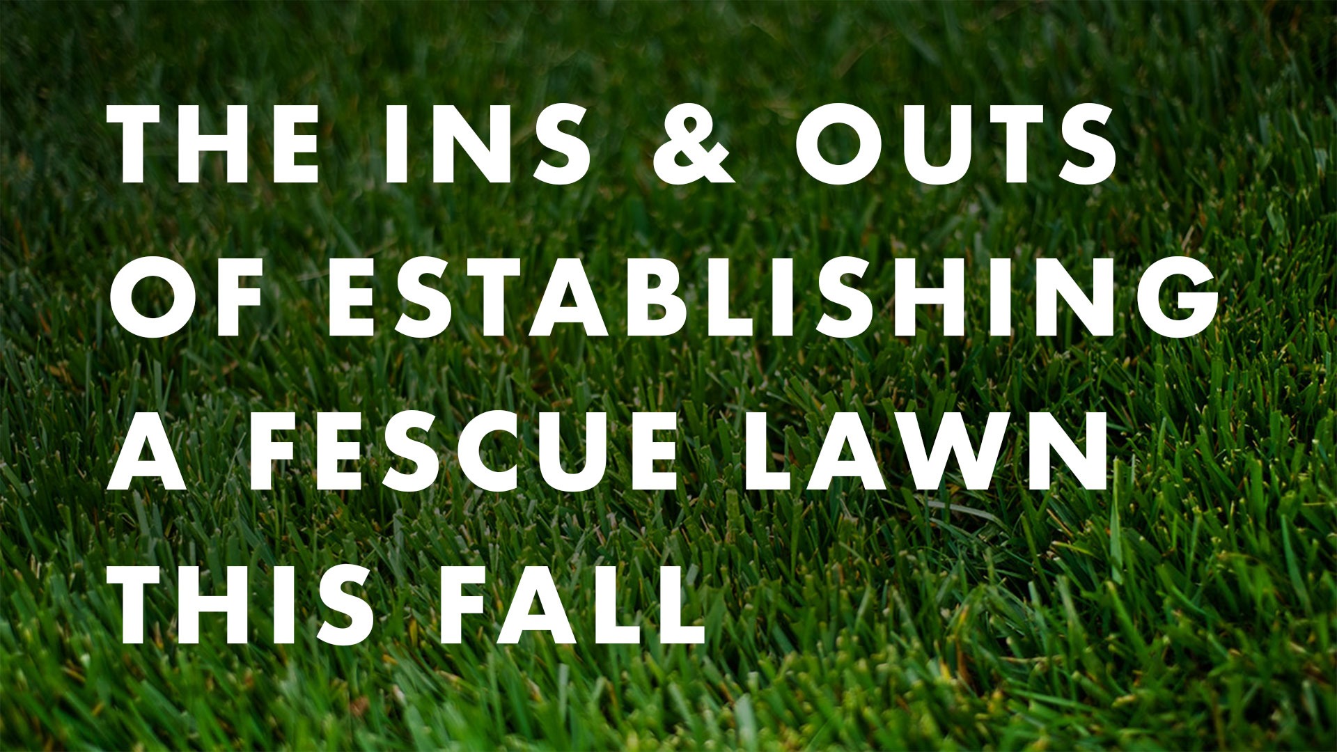 Fescue lawn in the Triangle