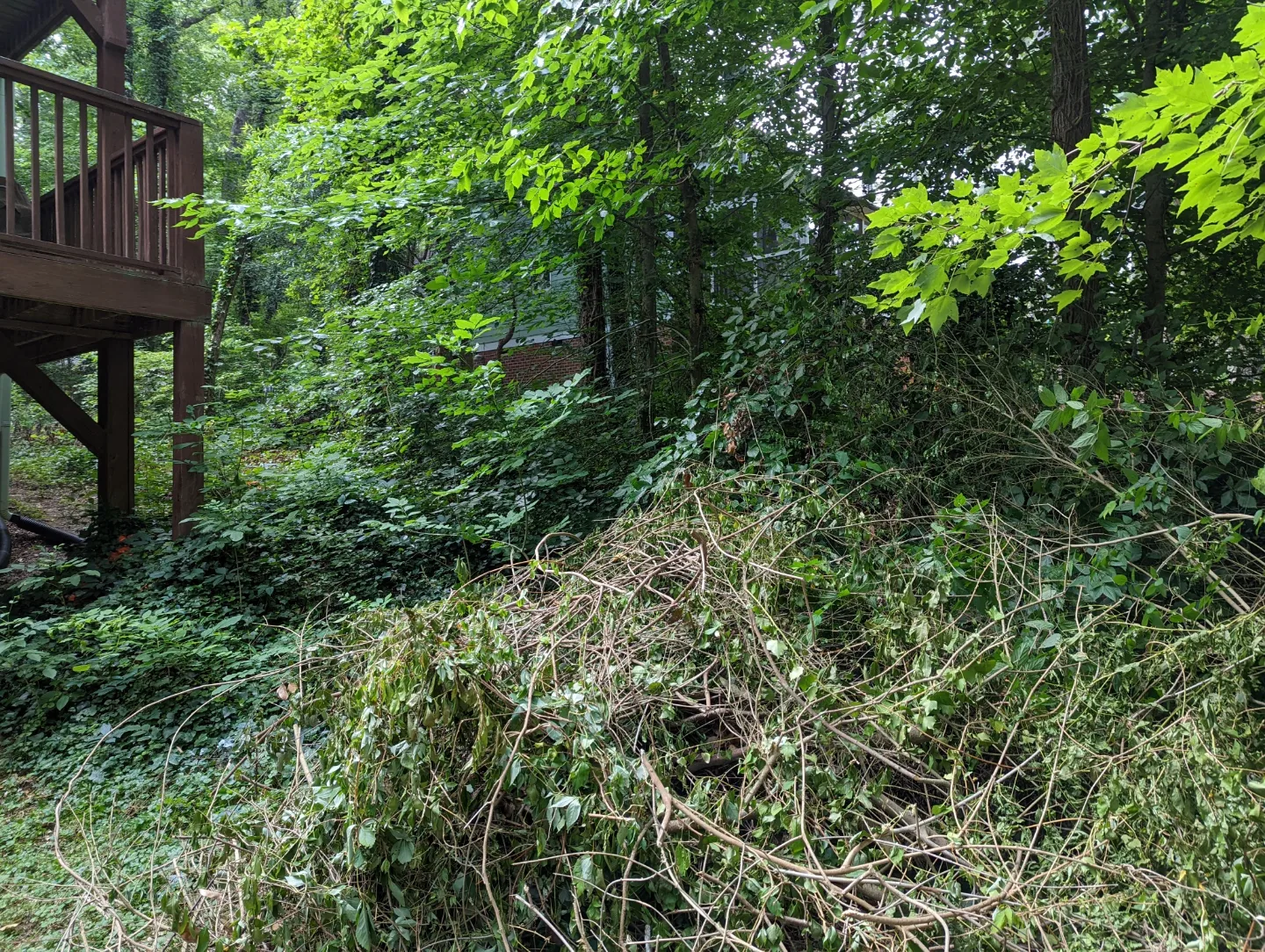 Before overgrowth removal — dense brush covering yard