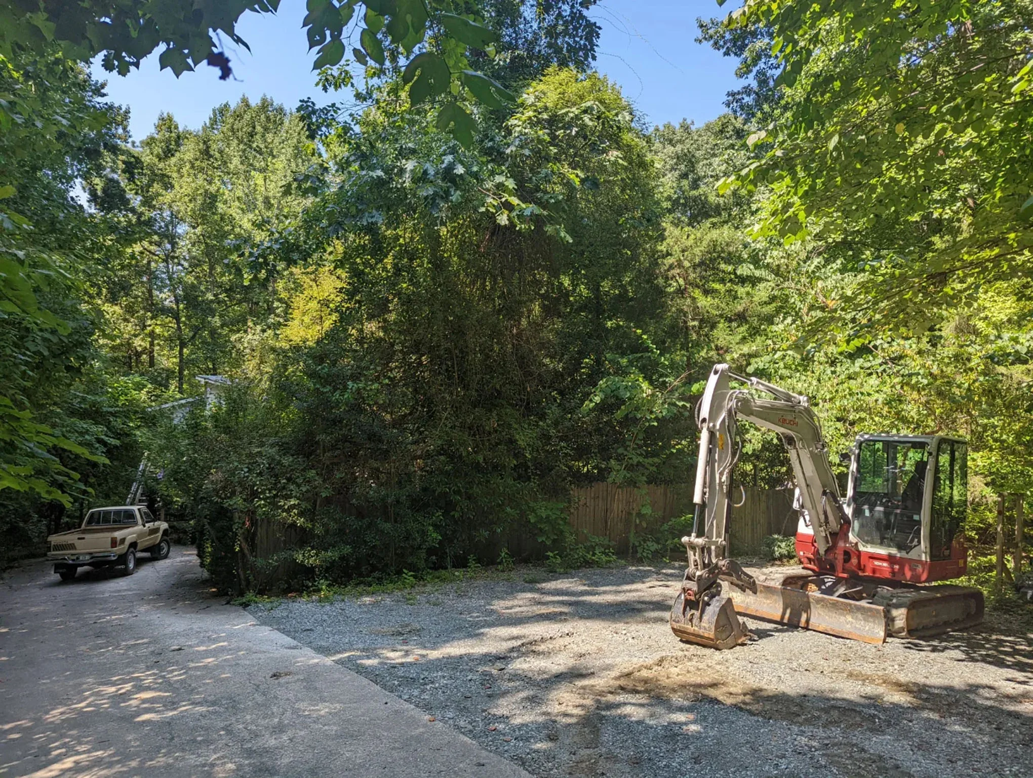 Before overgrowth removal — invasive vines covering landscape