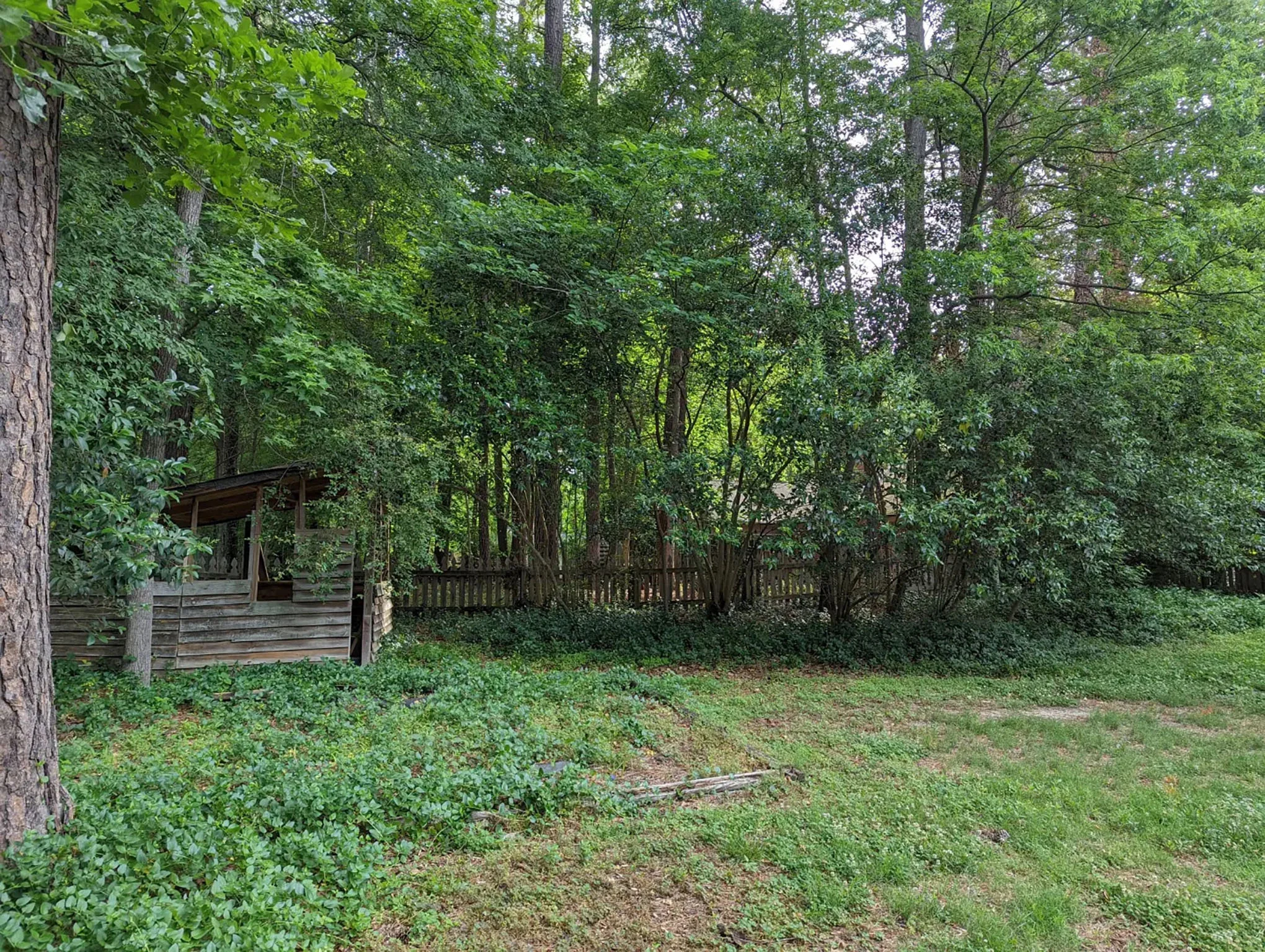 Before cleanup — yard overrun with invasive plants