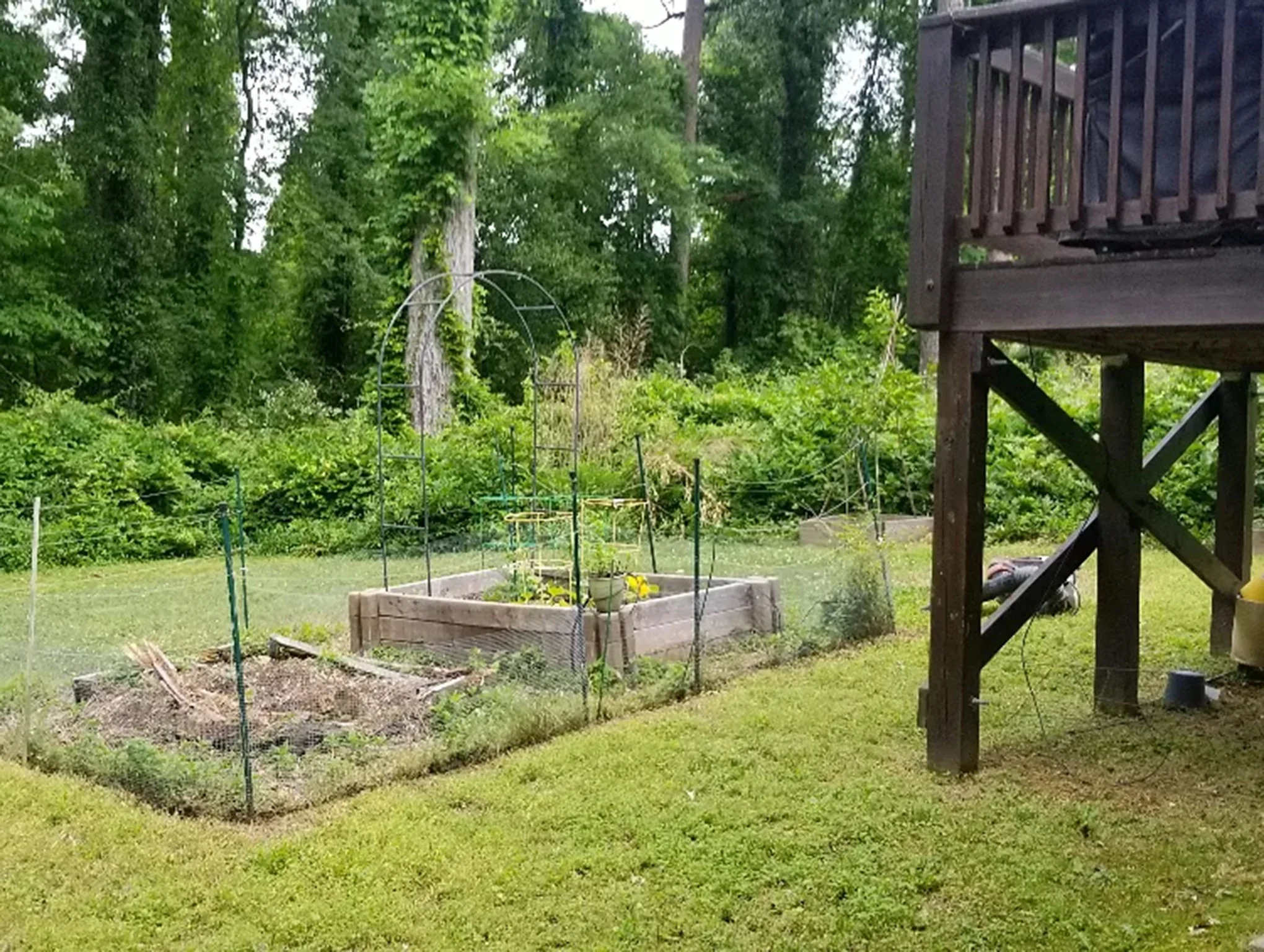 Before brush clearing — heavy overgrowth on residential property