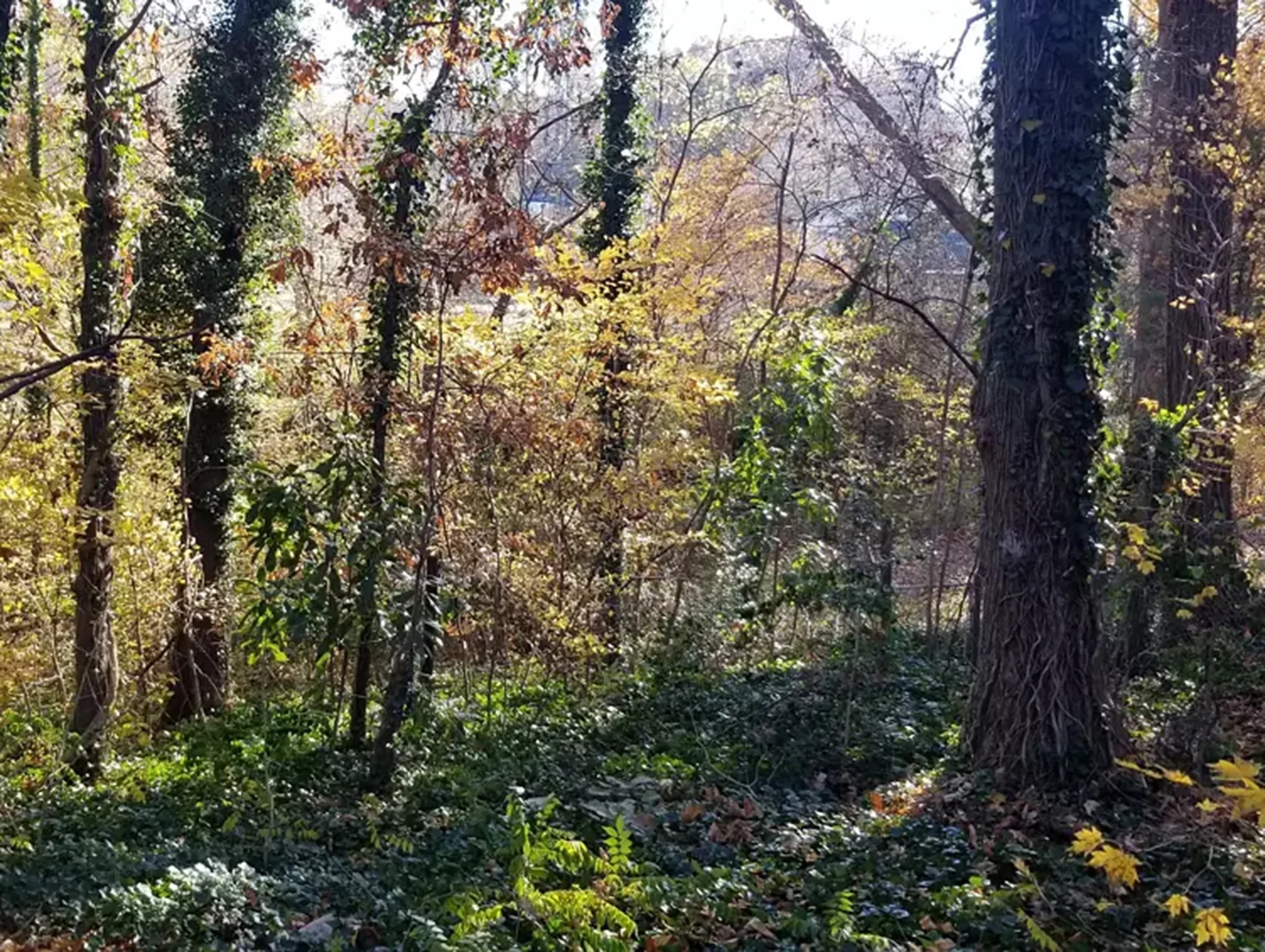 Before brush removal — overgrown fence line