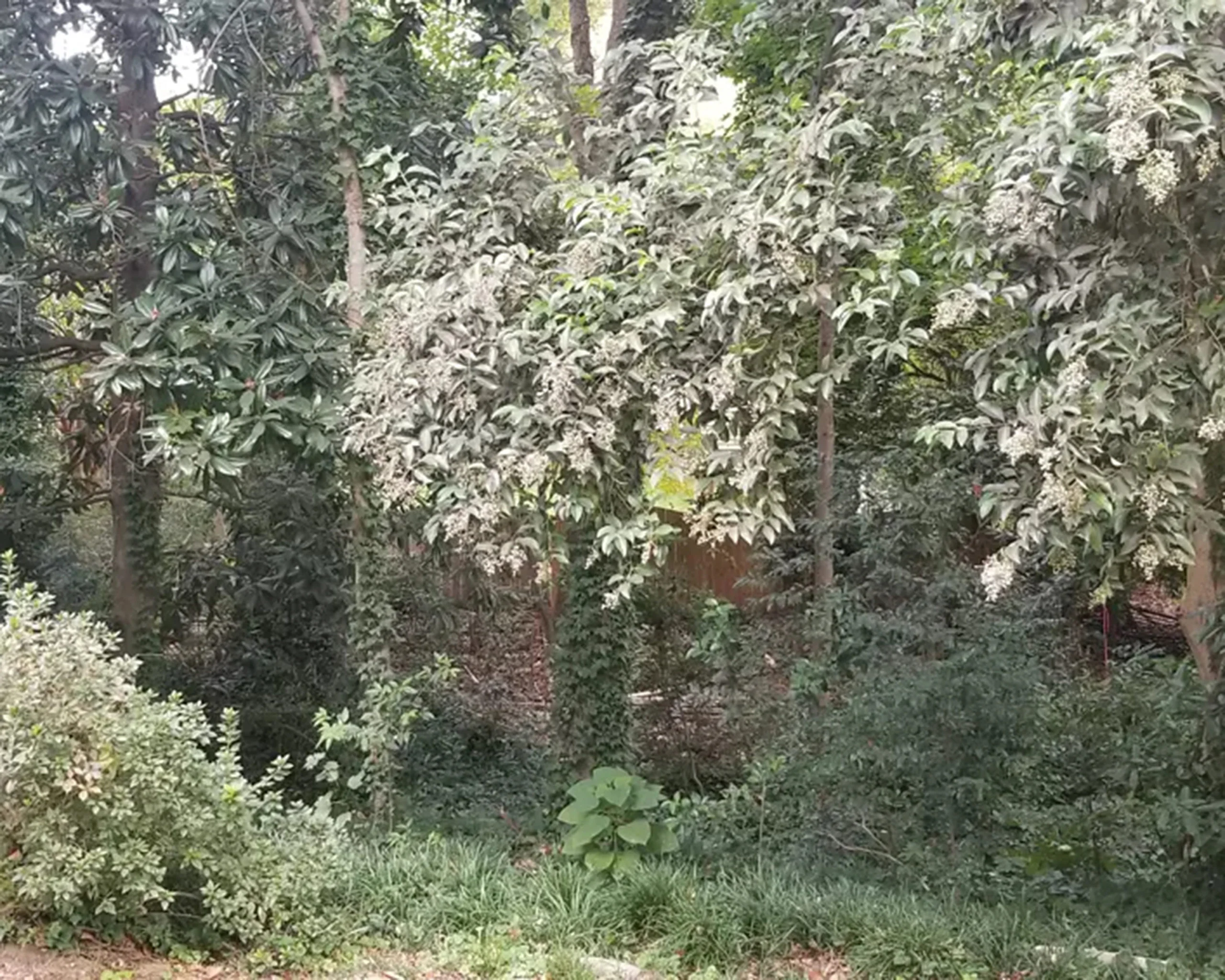Before cleanup — heavily overgrown backyard