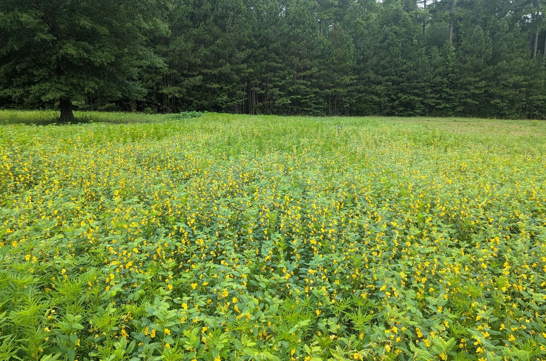 Native plant meadow with wildflowers in bloom